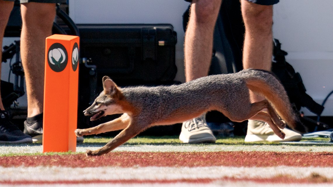 Oklahoma vs Texas: Fox runs on field in Red River Rivalry game [VIDEO] -  Sports Illustrated