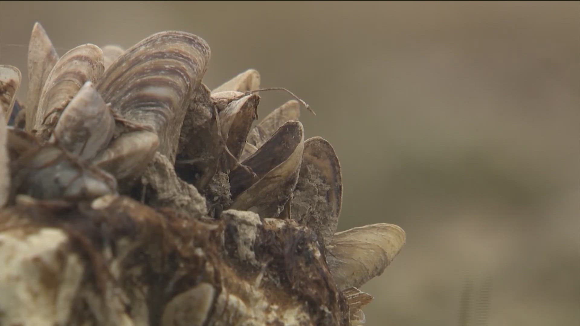 Texas Parks and Wildlife officials are reminding boaters to do their part to keep invasive species like zebra mussels and hydrilla from spreading.