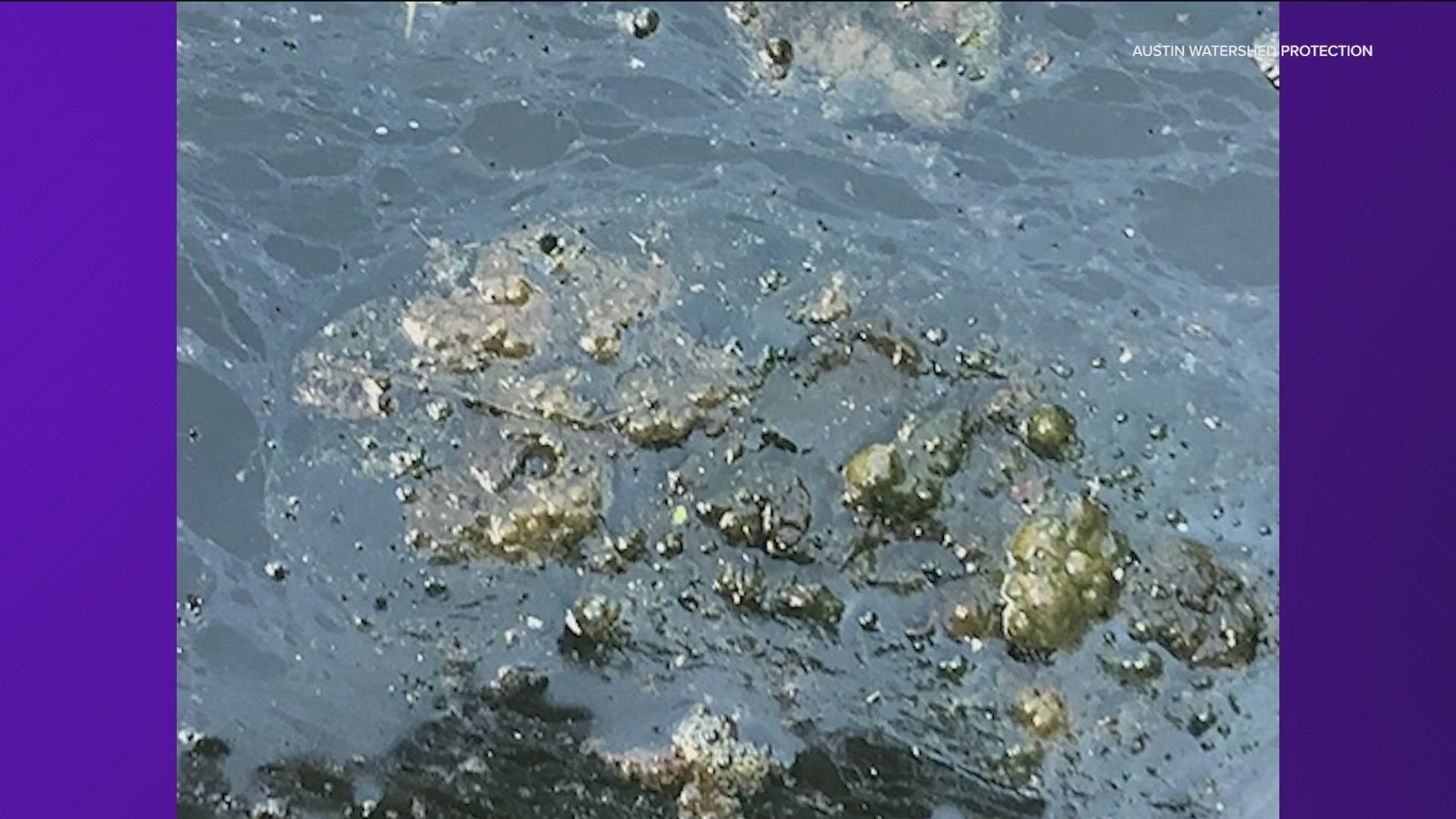 The deadly blue-green algae is back in some Austin waterways.