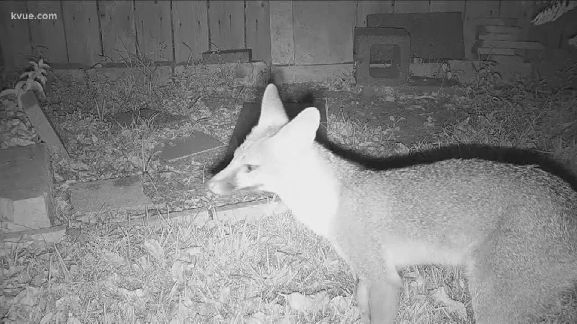 People in North Austin say foxes are showing up in their neighborhoods more often and it's causing concern.