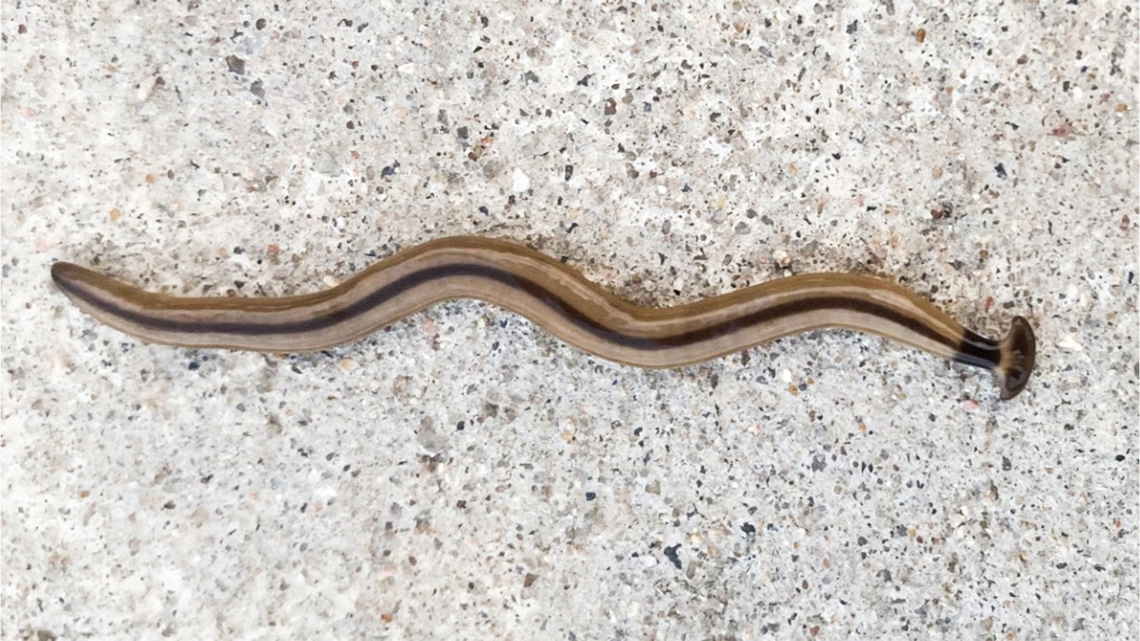 Hammerhead flatworms: How to deal with toxic worms in Austin | kvue.com