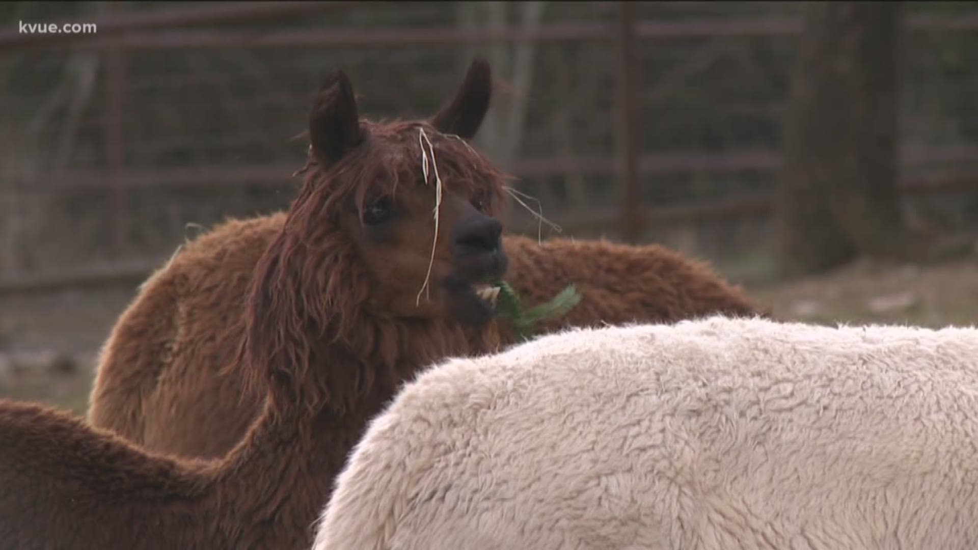 If you're looking to get rid of your Christmas tree, you can drop it off at the Austin Zoo.