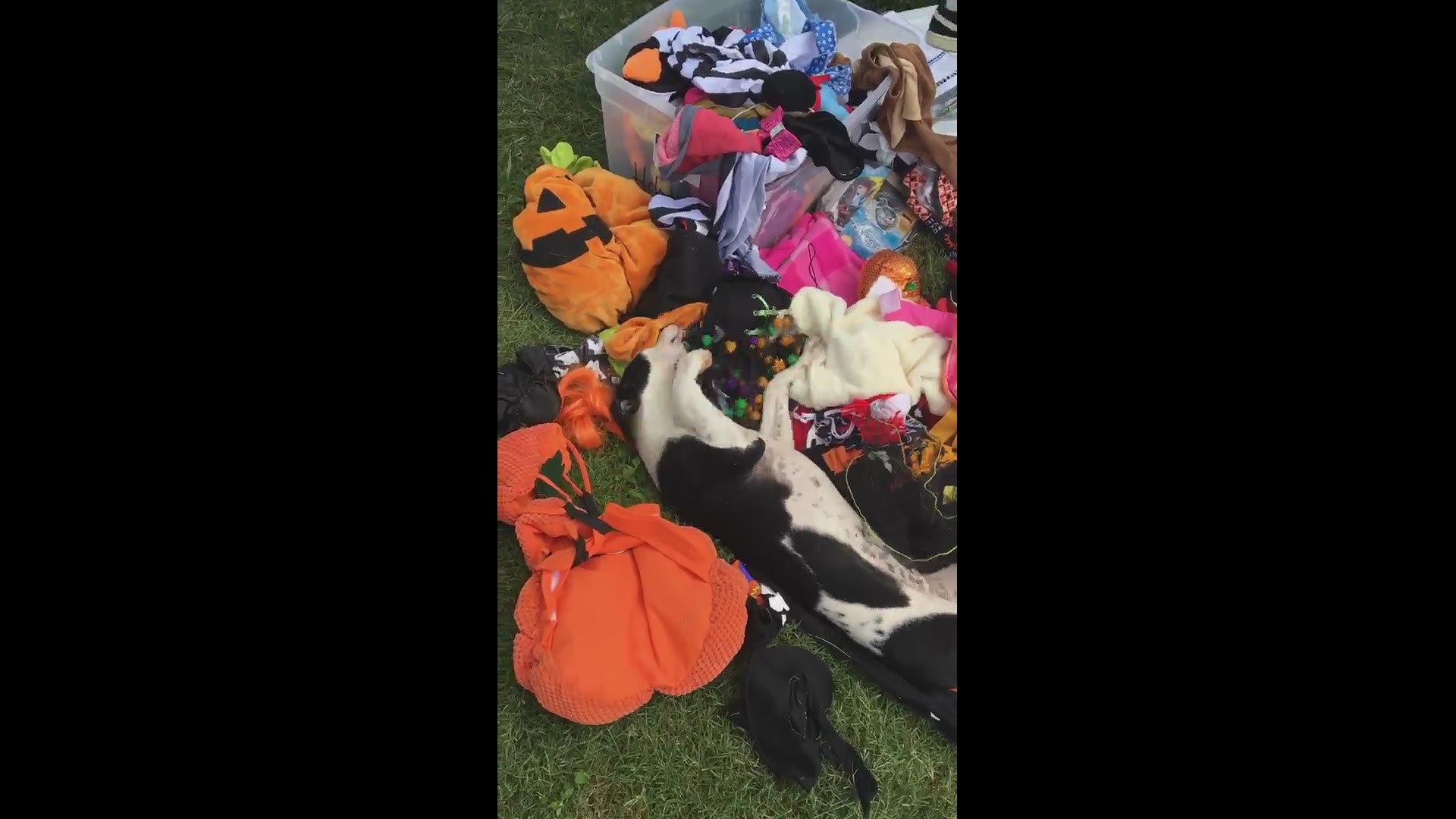 The Bastrop County Animal Shelter is hoping a $20 adoption special, and a festive fall video, will help them find homes for many animals in need.