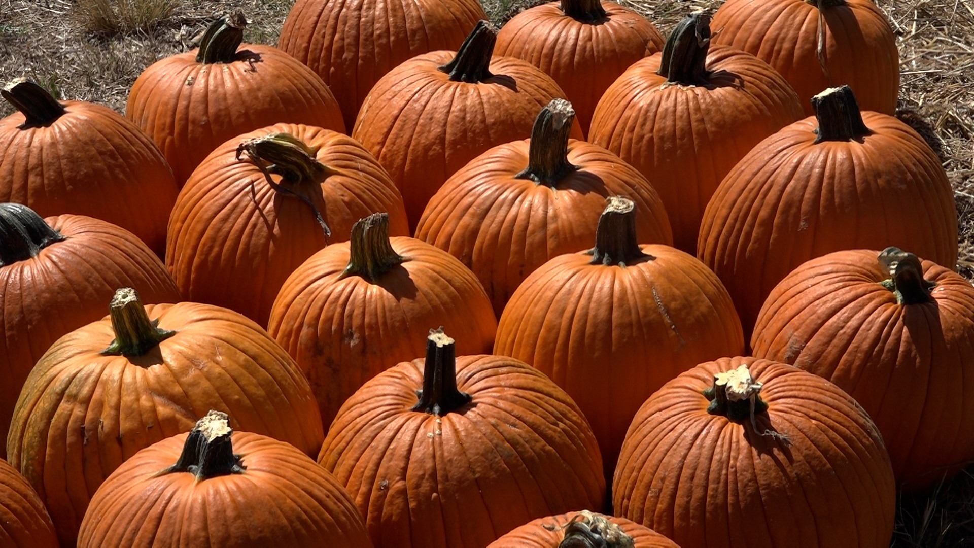 Dripping Springs Pumpkin Festival kicks off