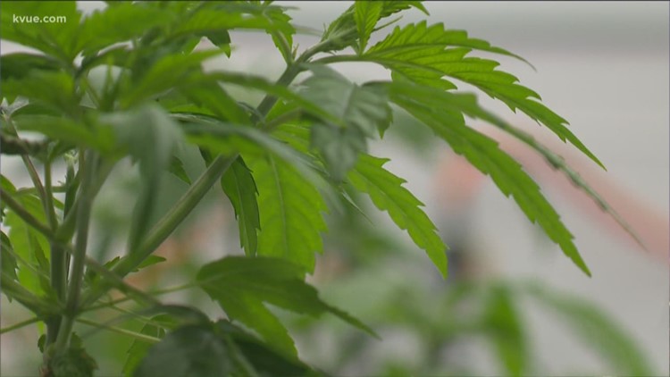 kvue.com - Bob Garcia-Buckalew - Some lawmakers have high hopes, but will the Texas Legislature approve marijuana legalization in 2021?