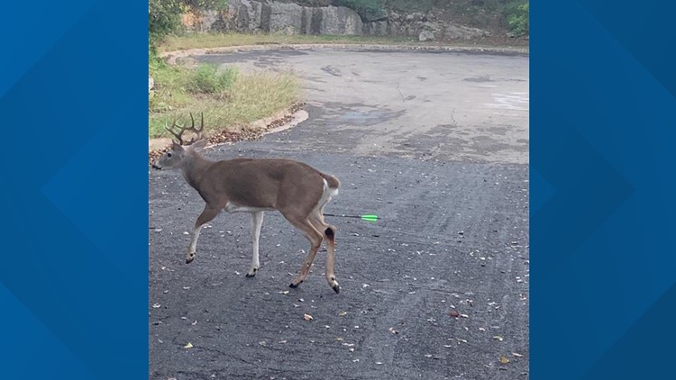 Its Disgusting Neighbors React To Deer Shot With Arrows In The