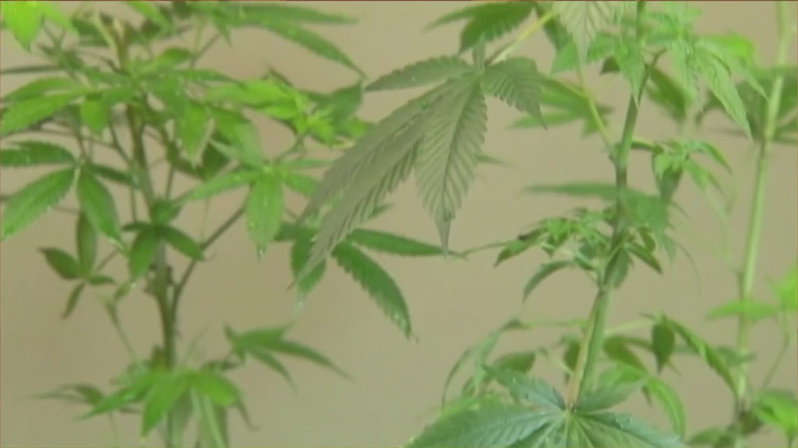 Expanded access to medical marijuana gains traction as Texas House passes bill - Vimarsana News