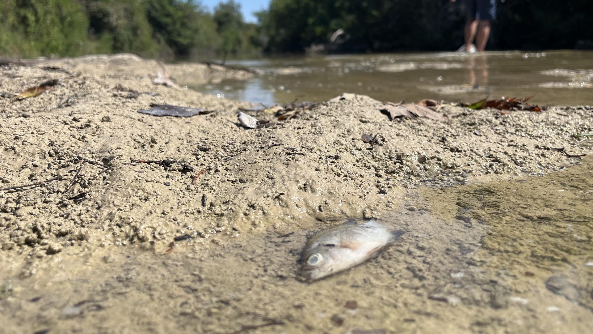 The water main break led to a number of issues in bull creek, including a number of fish dying.