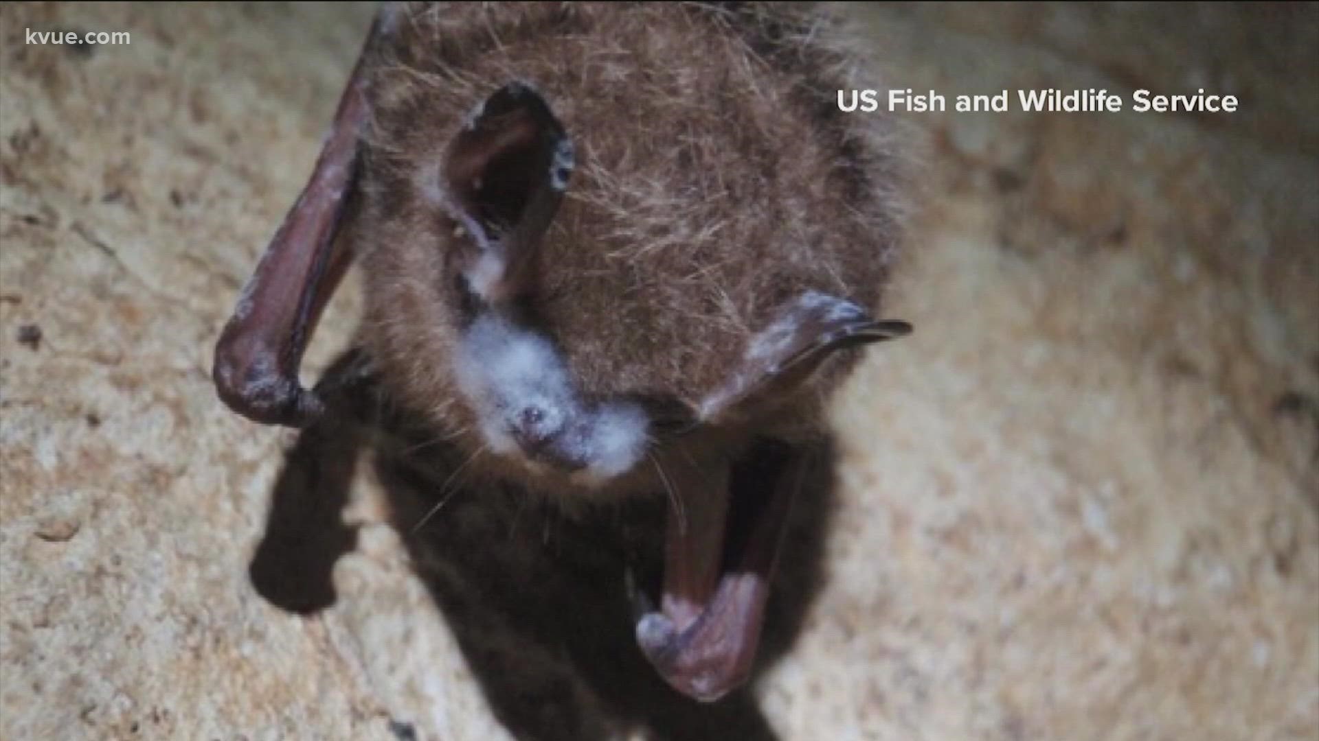 The bat was discovered in the area of 715 Discovery Blvd. at the Discovery Business Park.