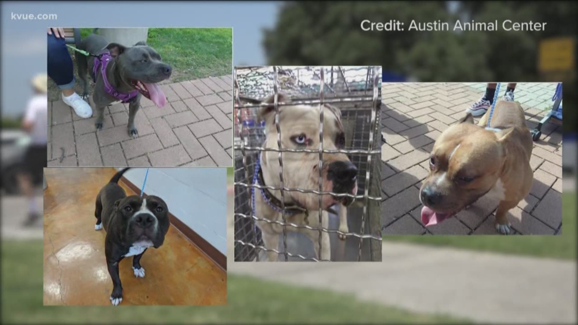 Four dogs are missing from the Austin Animal Center. Now the center is asking for the public's help to track them and the thieves down.