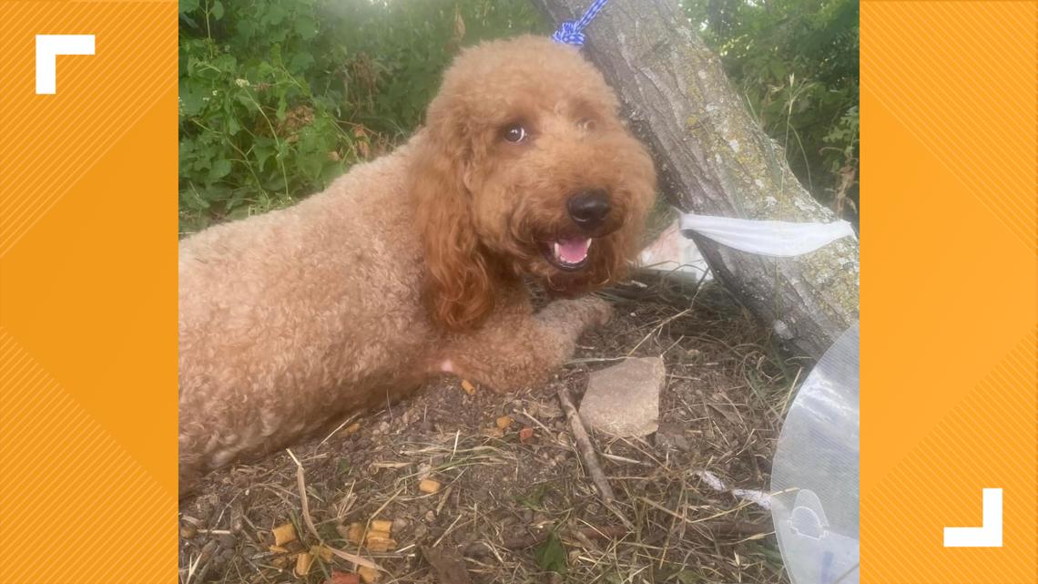 Austin Pets Alive! finds labradoodle abandoned with mangled leg