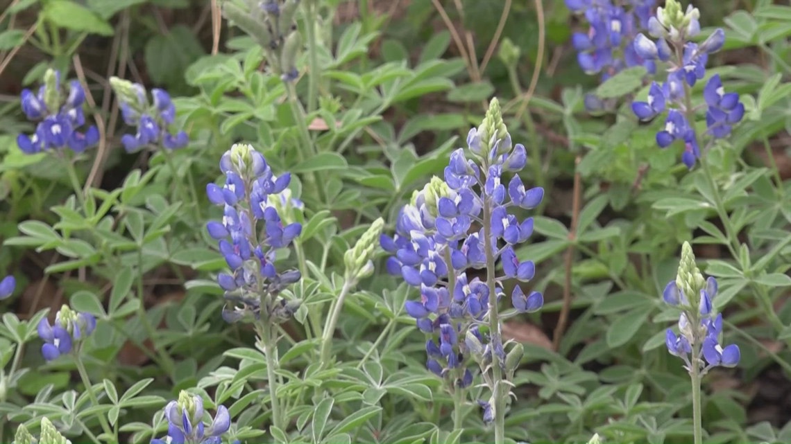 Texas Bluebonnet Season 2026: When and where to find the biggest blooms