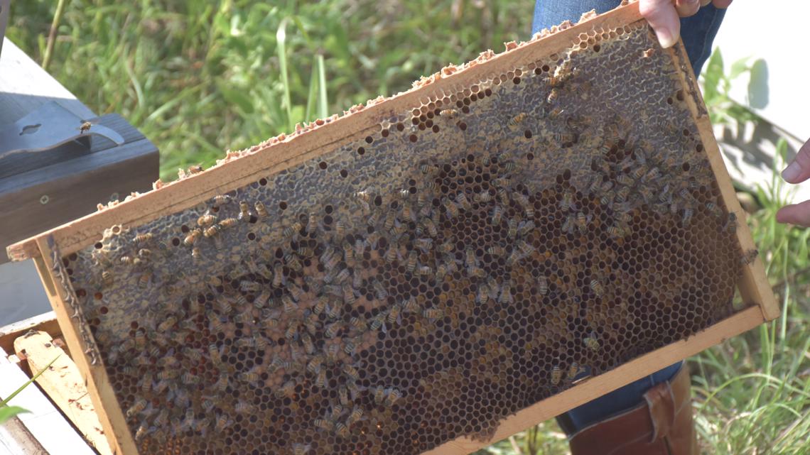 Austin beekeeper looking after 5 million bees and counting