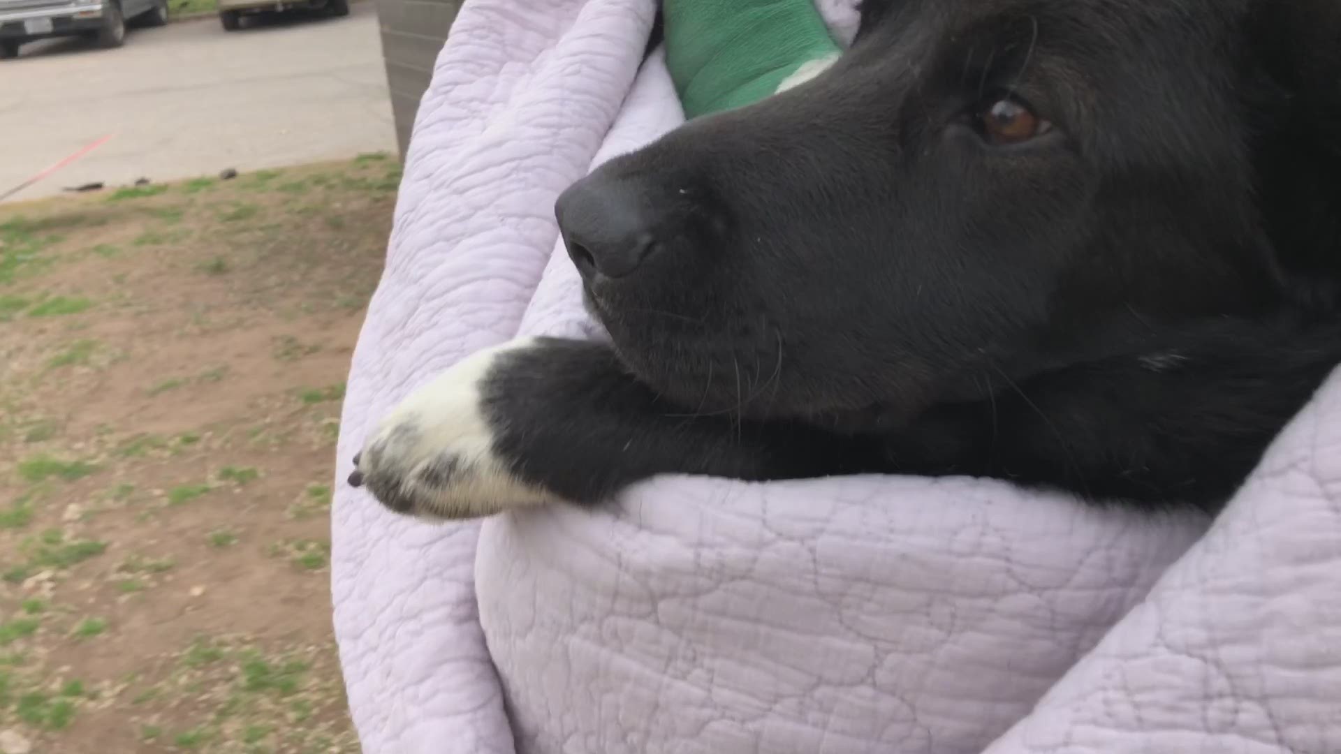 Austin Pets Alive! is seeking help to care for a dog that was left behind before Friday's storms.