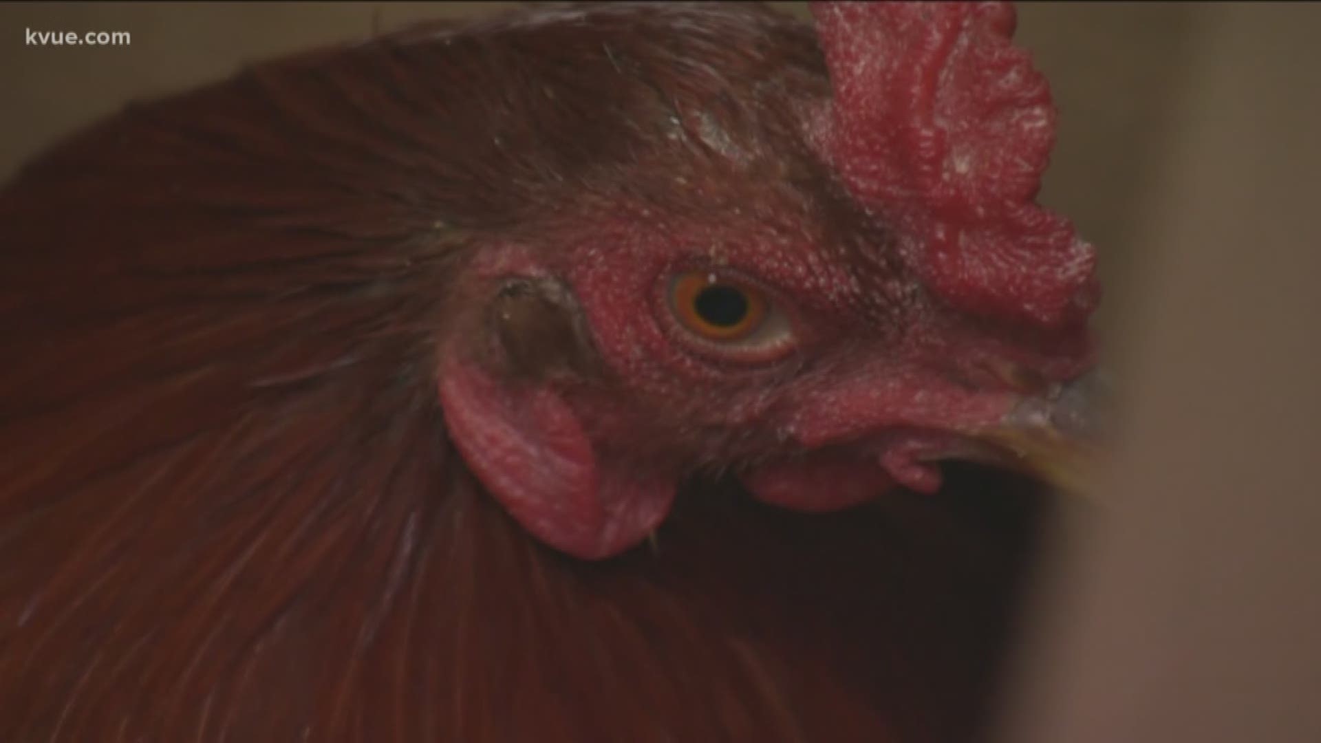 More than 100 roosters are now heading to a sanctuary after deputies rescued them from a cockfighting operation.