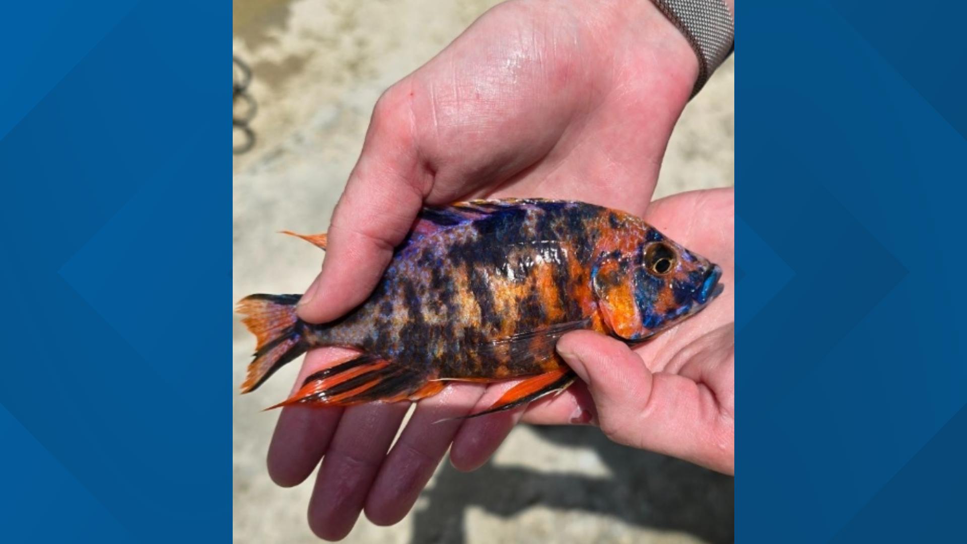 An exotic fish usually seen in aquariums was caught in the South Fork of the San Gabriel River in Leander.