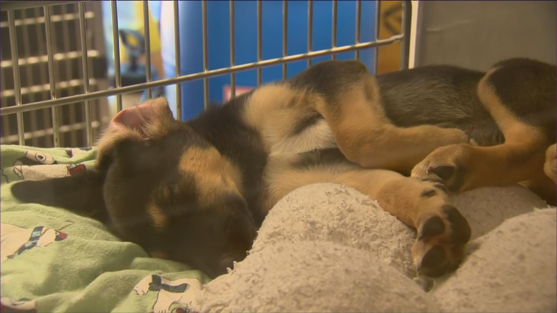 The shelters say hot temperatures and overcrowding are impacting the animals' quality of life.