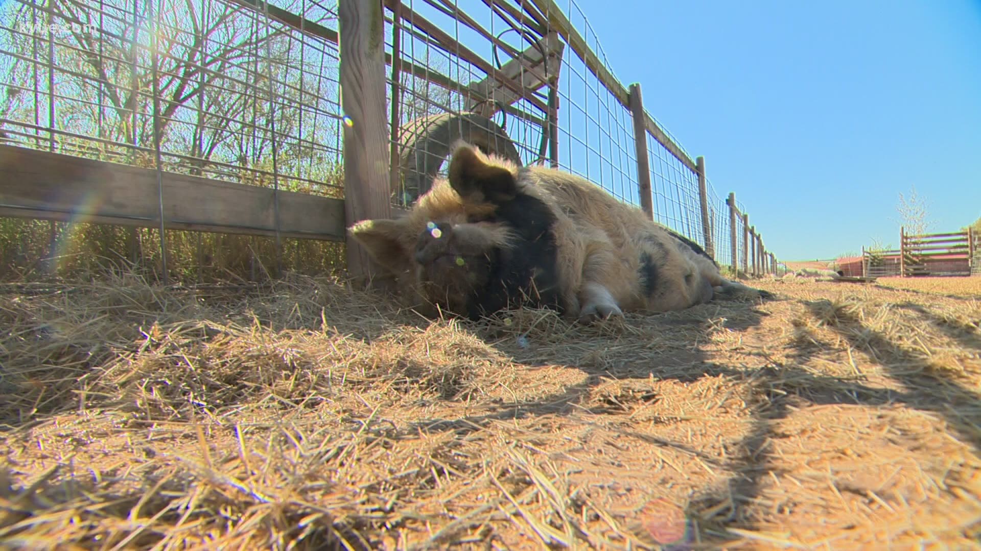 Most pet rescues take in animals like cats and dogs. But one organization in Bastrop County is focusing on another animal.