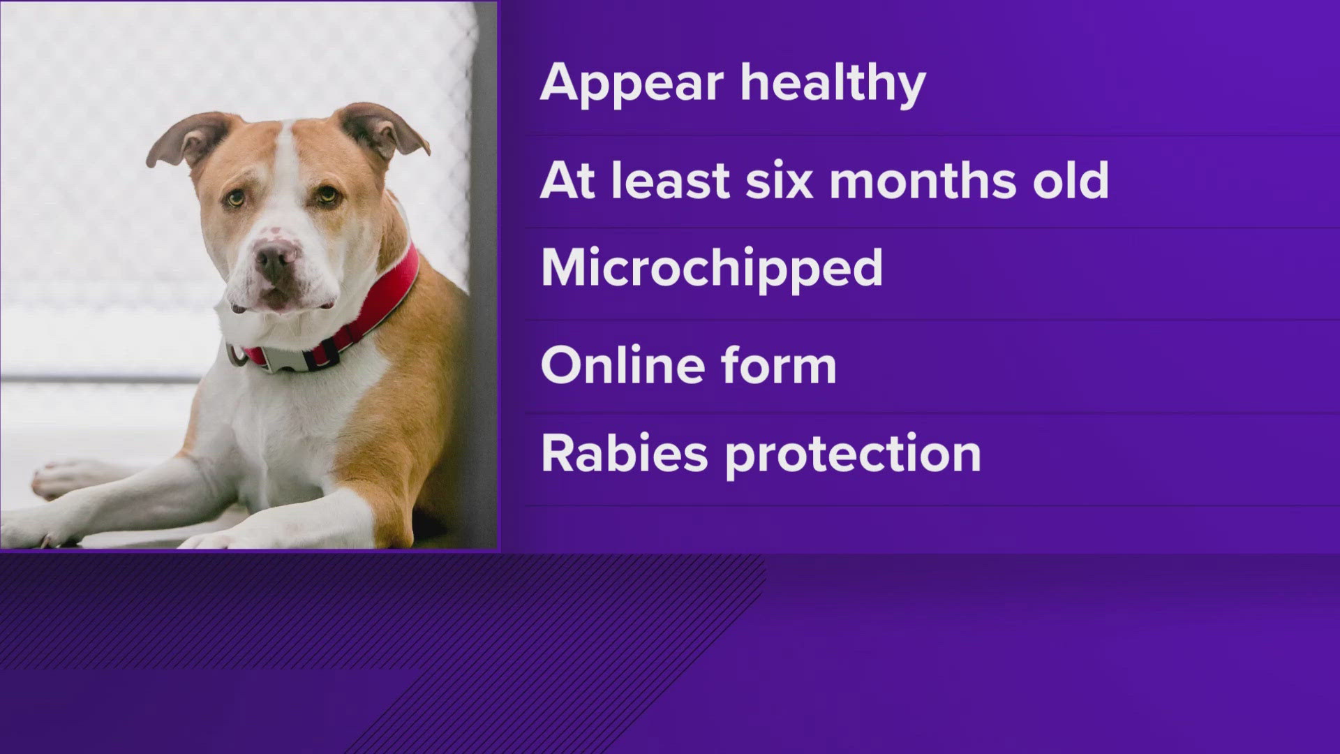 The update applies to dogs brought in by breeders or rescue groups as well as pets traveling with their U.S. owners.