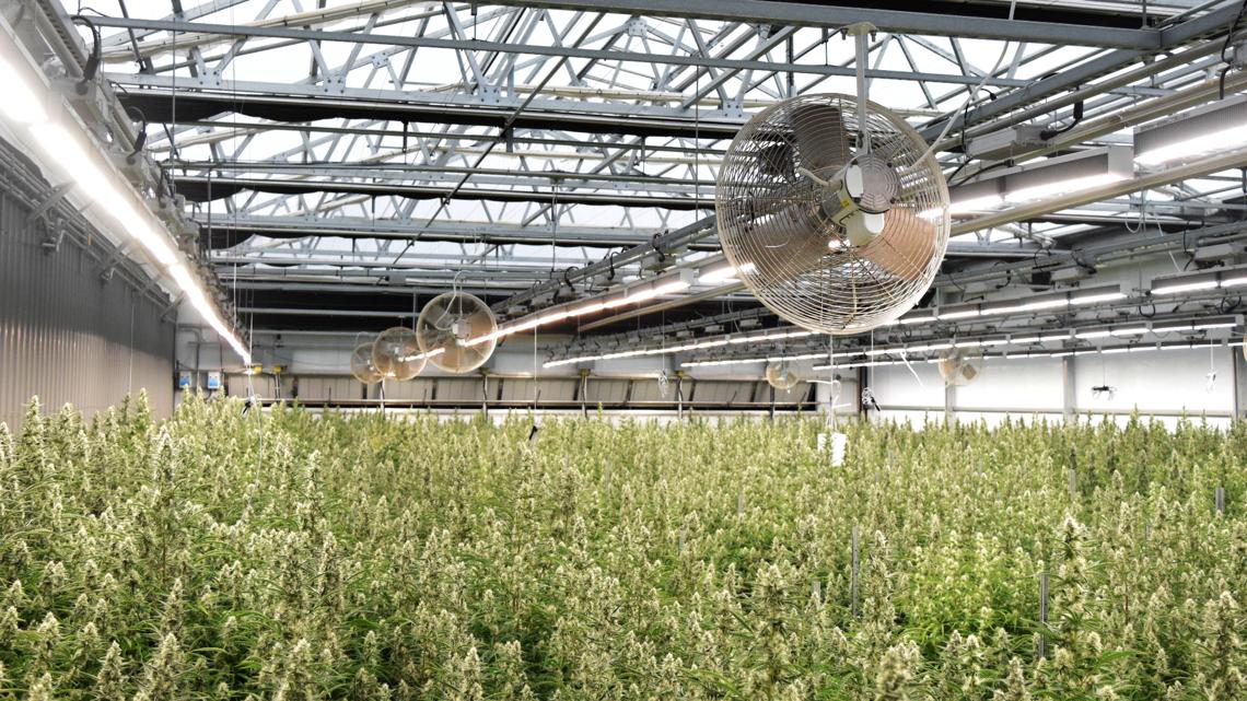 Texas Original opens state's largest medical cannabis facility in Bastrop