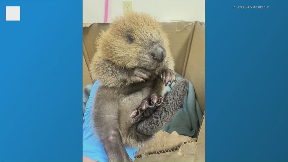 Austin Wildlife Rescue rehabilitating baby beaver | kvue.com