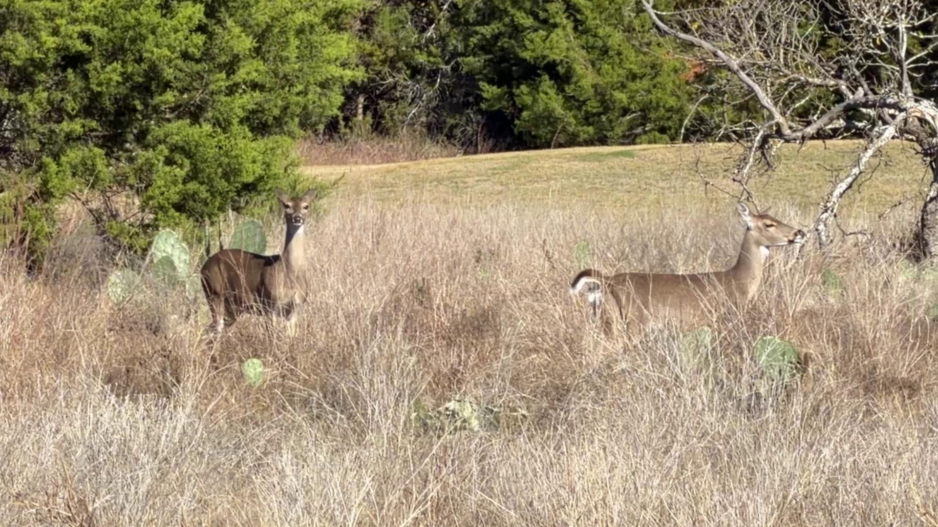 Battle over deer control drives Sun City neighbors to court, residents ...