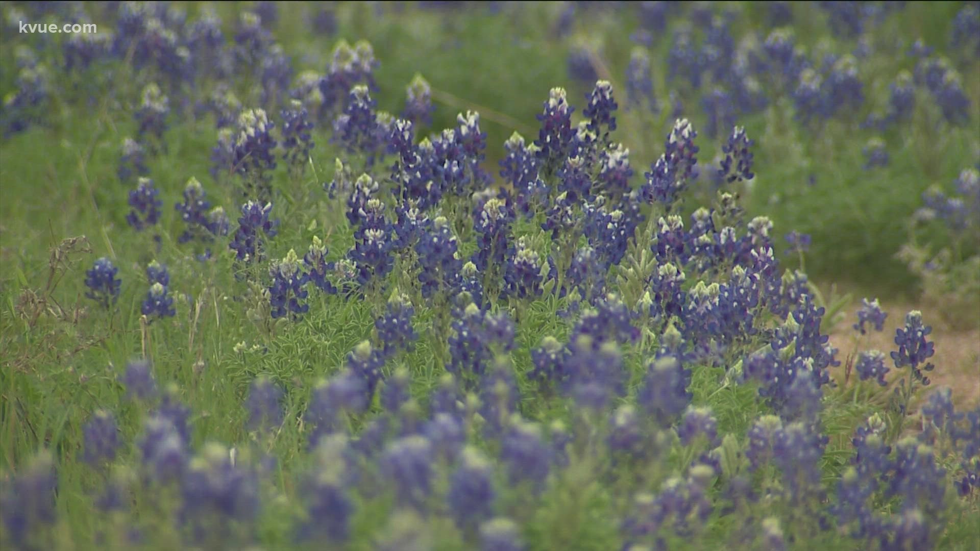 When you think about spring in Texas, it's hard not to think of the wildflowers. But what about the people who research those flowers every day?