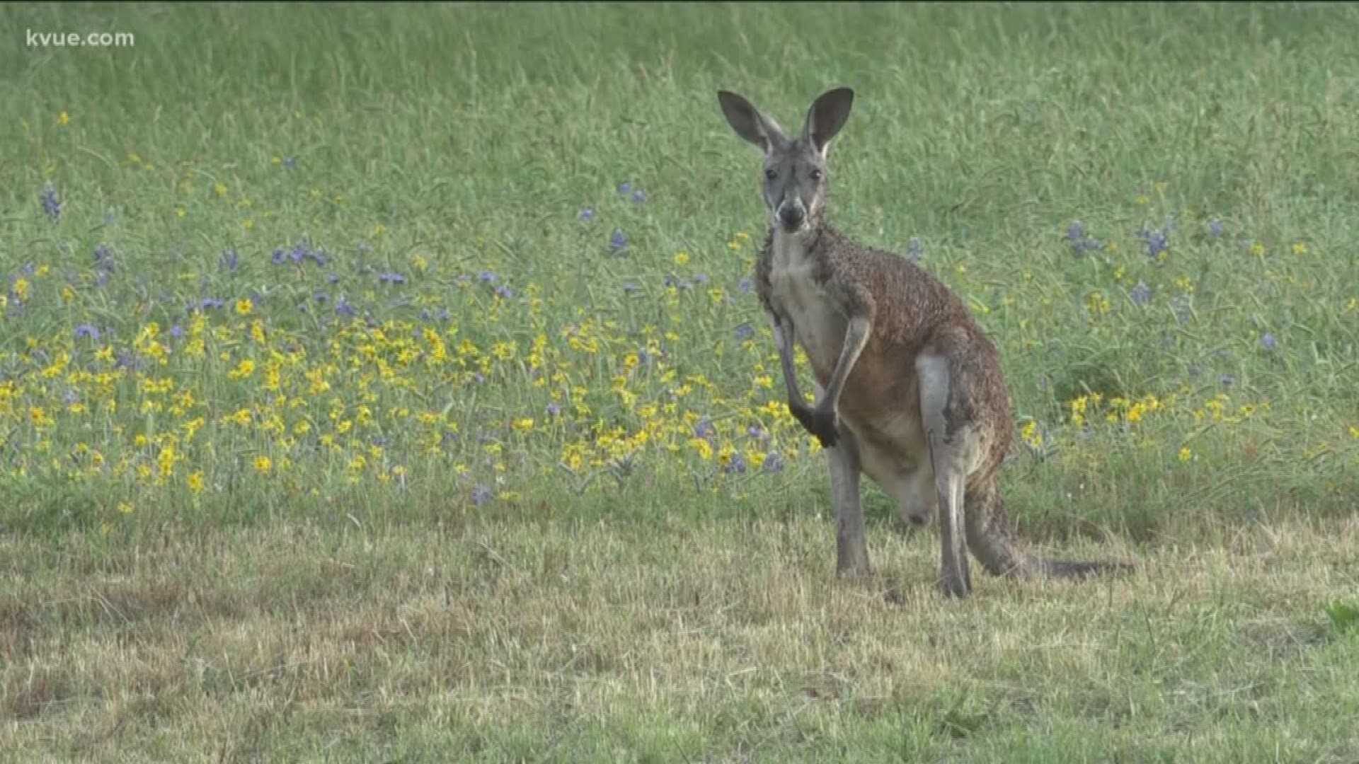 The Marsupial hopped out of his owner's ranch in San Marcos. KVUE's Jay Wallis tracked it down and told us how it got loose in the first place.