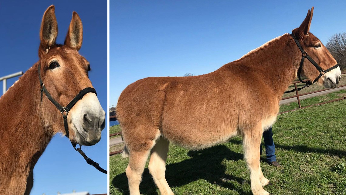 Adopt A Mule: Fort Hood military mule 