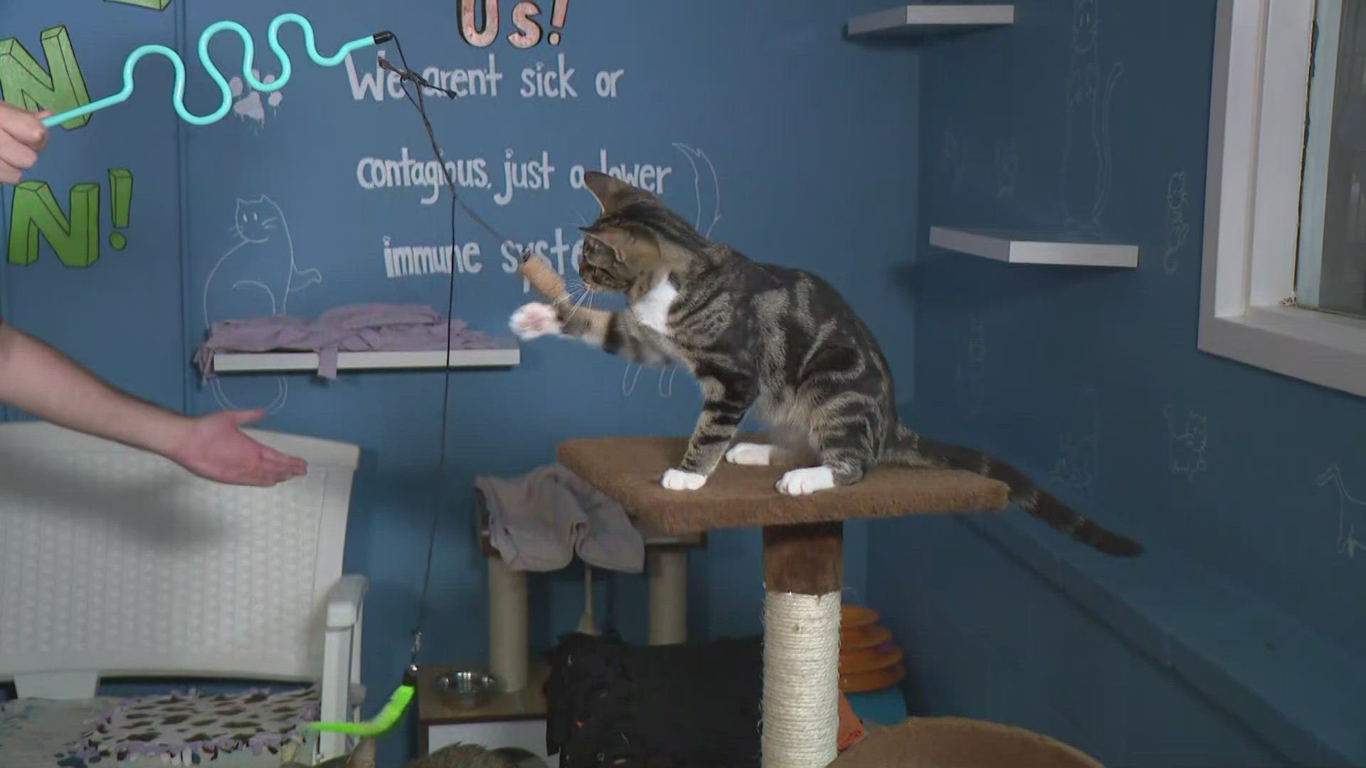 Austin Pets Alive! is hosting its annual "Raise a Day for APA!" campaign on Tuesday. KVUE's Eric Pointer got a behind-the-scenes look at APA!'s clinic.