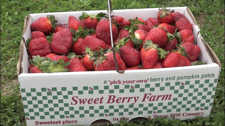 Sweet Berry Farms prepares for cold snap in the Hill Country