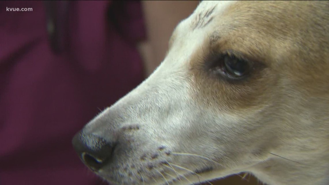 Vaccine saves dog from rattlesnake bite