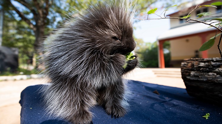 Prickle of baby porcupines arrives at the Austin Nature and Science Center