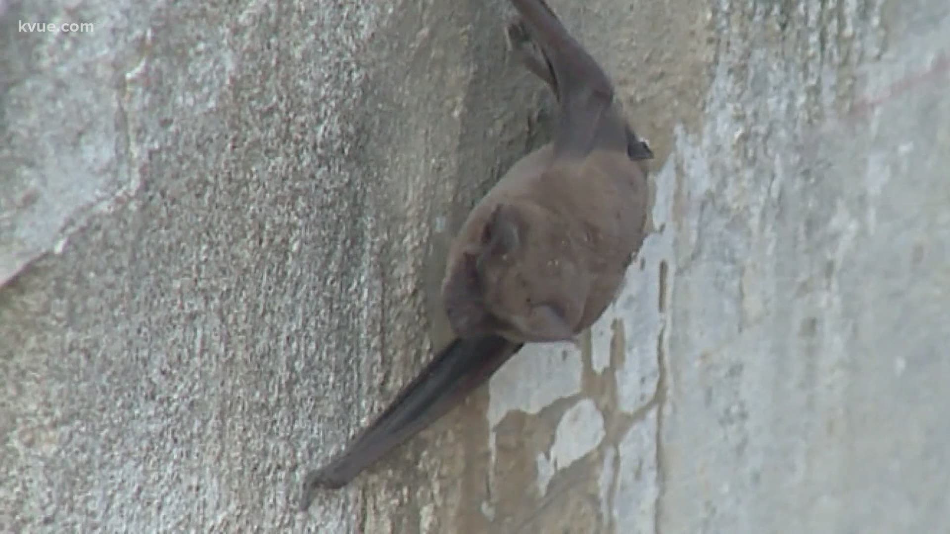 The deep freeze last week affected the Texas ecosystem. Many bats in Austin became weak and lost their grip.