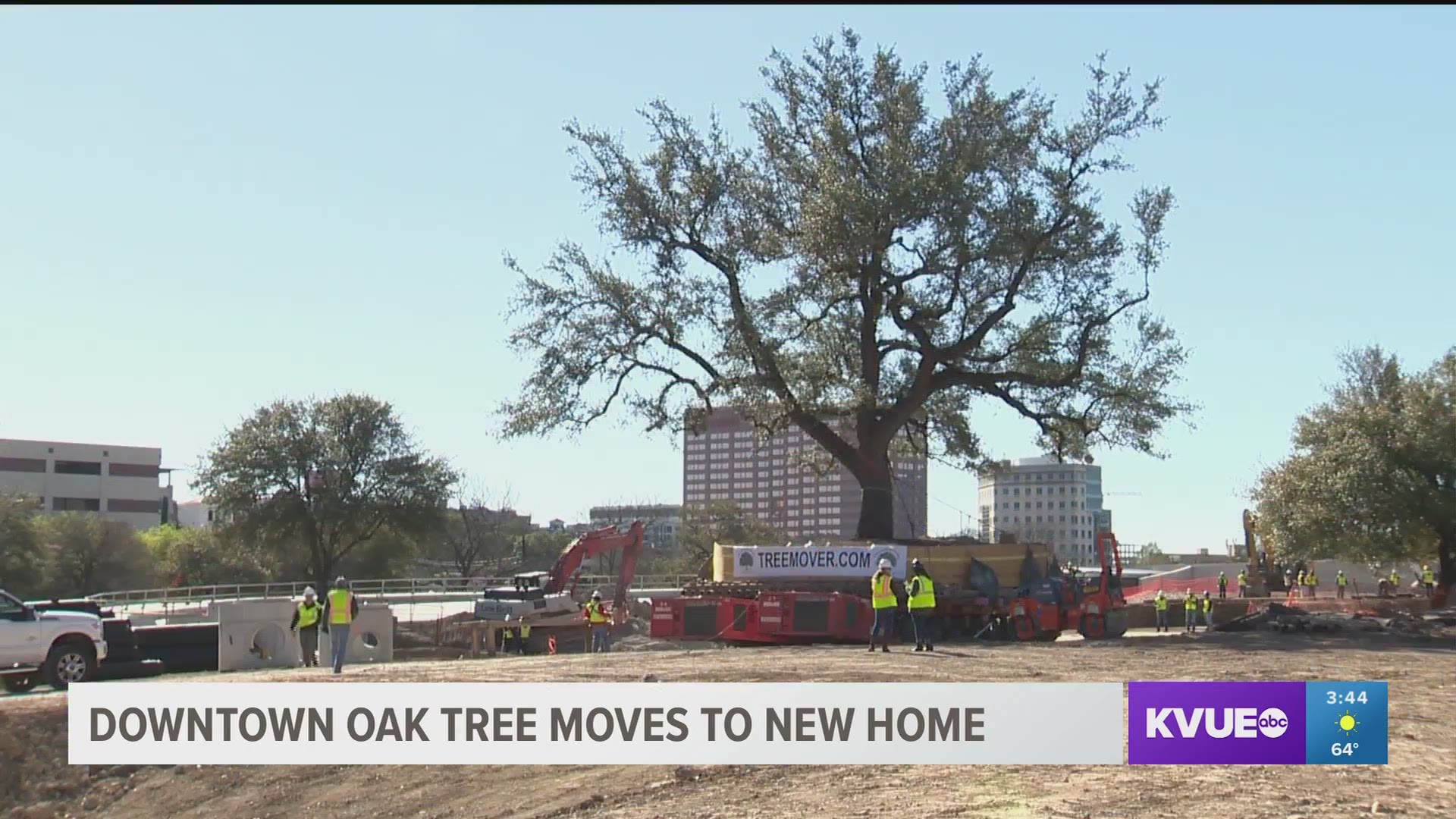 Sunday was moving day for a four-story live oak tree in Downtown Austin.