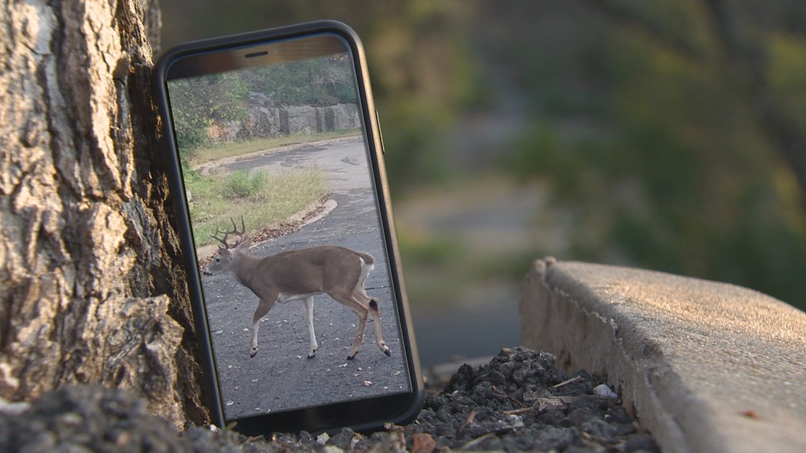 'It's disgusting' | Neighbors react to deer shot with arrows in the Great Hill Greenbelt - Vimarsana News