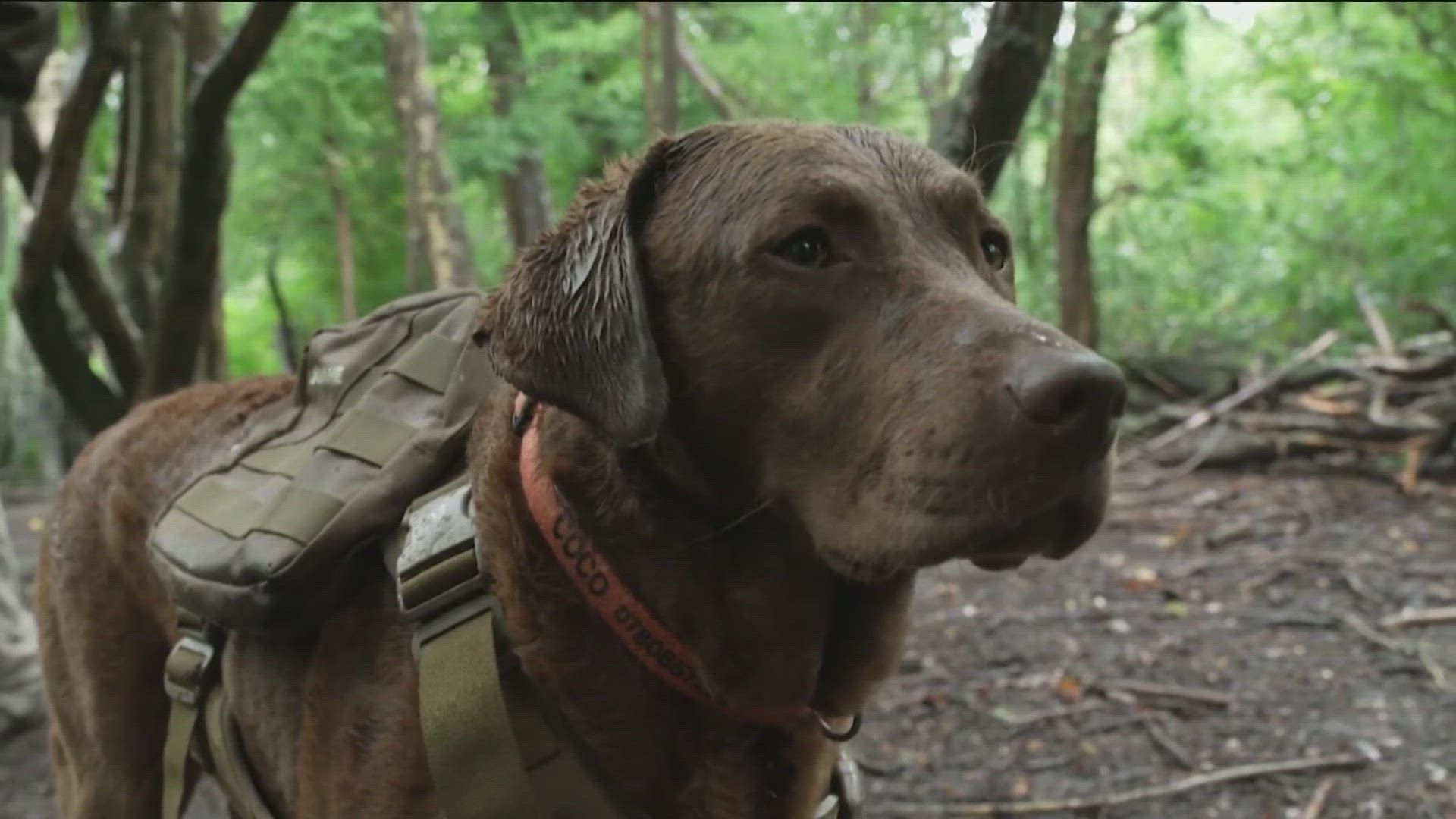 Walking a dog can be good for your health and theirs. But in one part of Great Britain, dogs are also helping the plants.