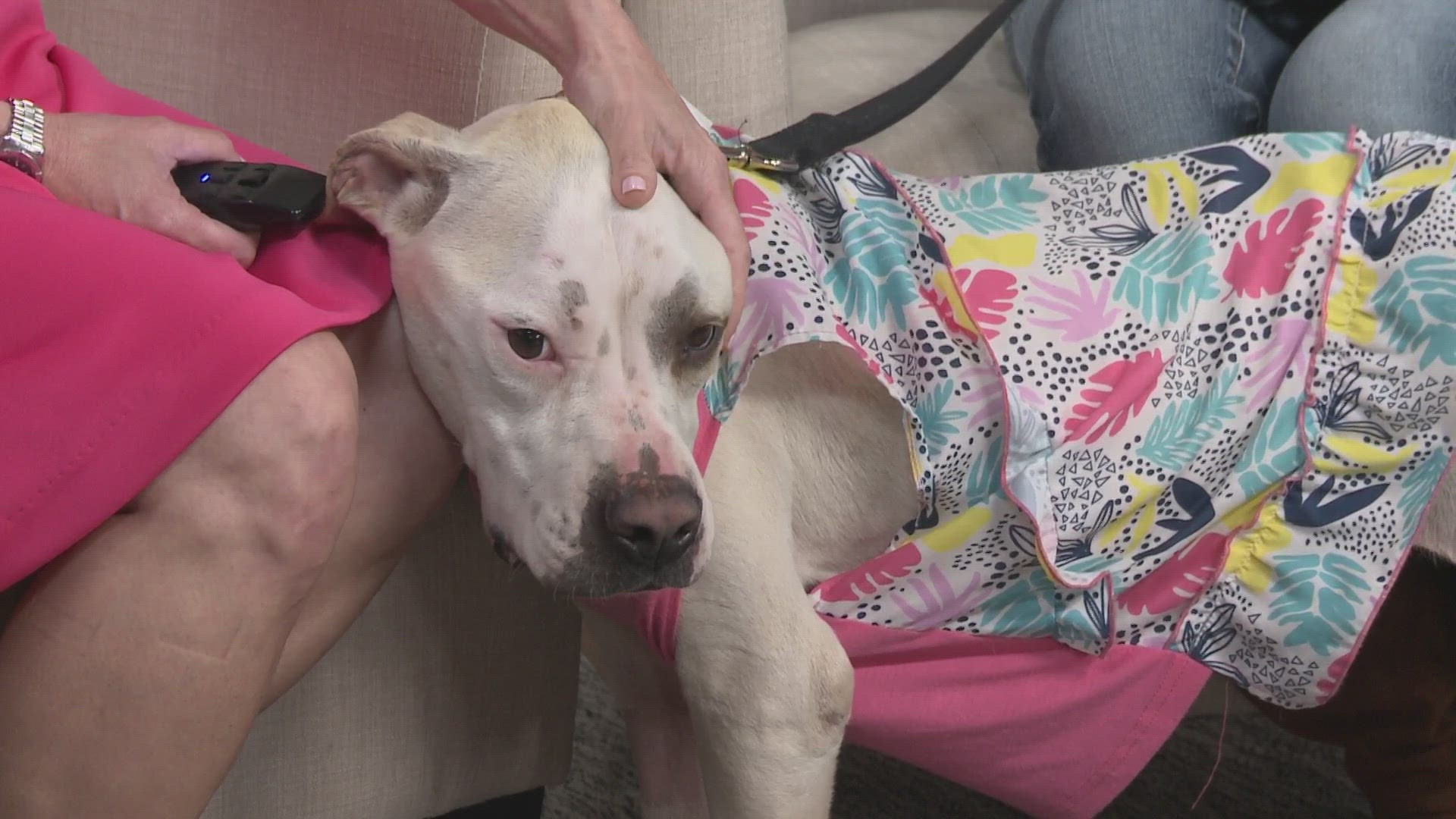 Every week, KVUE shines a spotlight on local animals in need of forever homes.