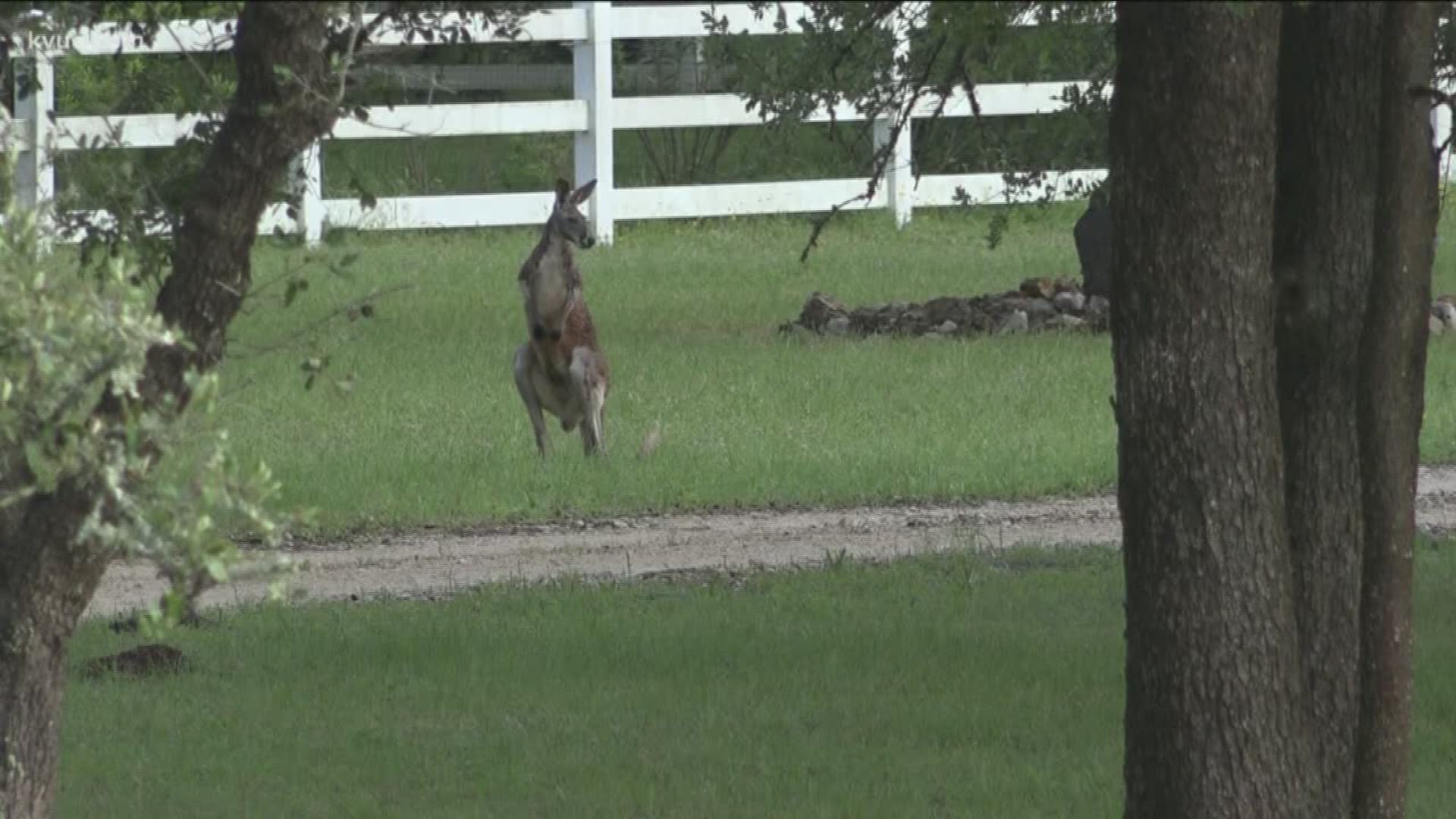 A kangaroo that escaped his enclosure in Wimberley is returning home Sunday after spending several days on the loose.
