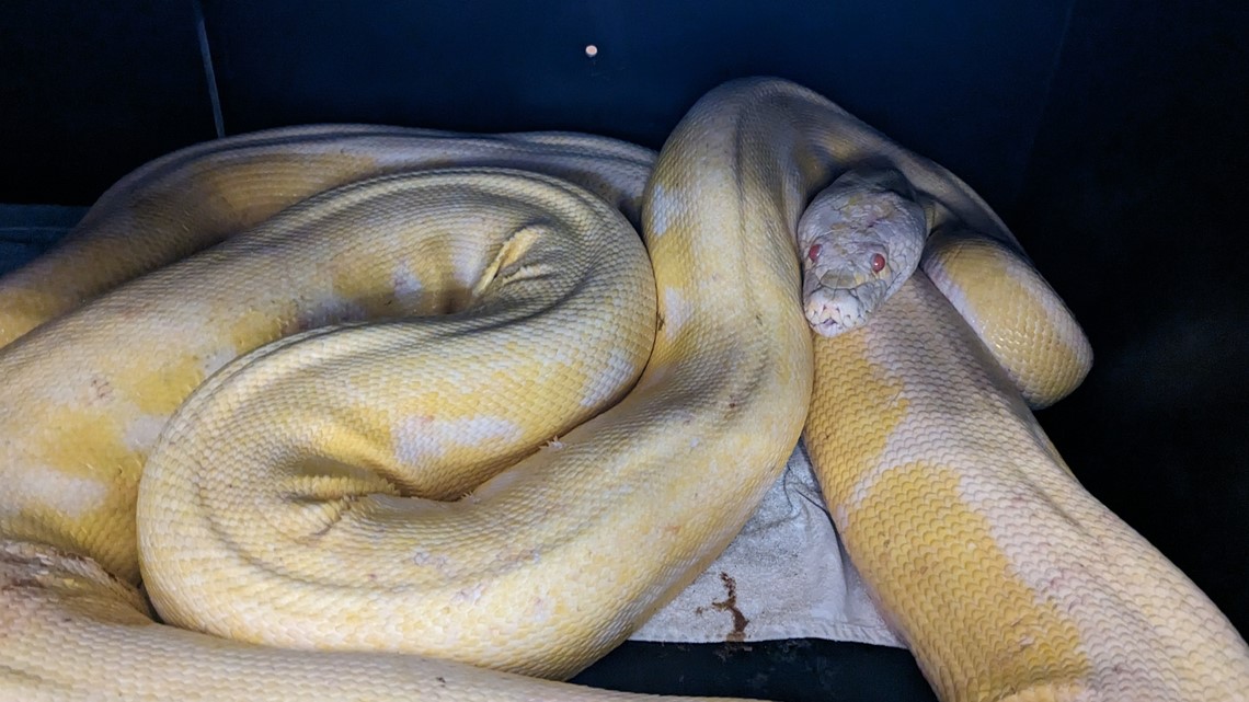 Austin Animal Center recovers 16-foot python roaming Coronado Hills ...