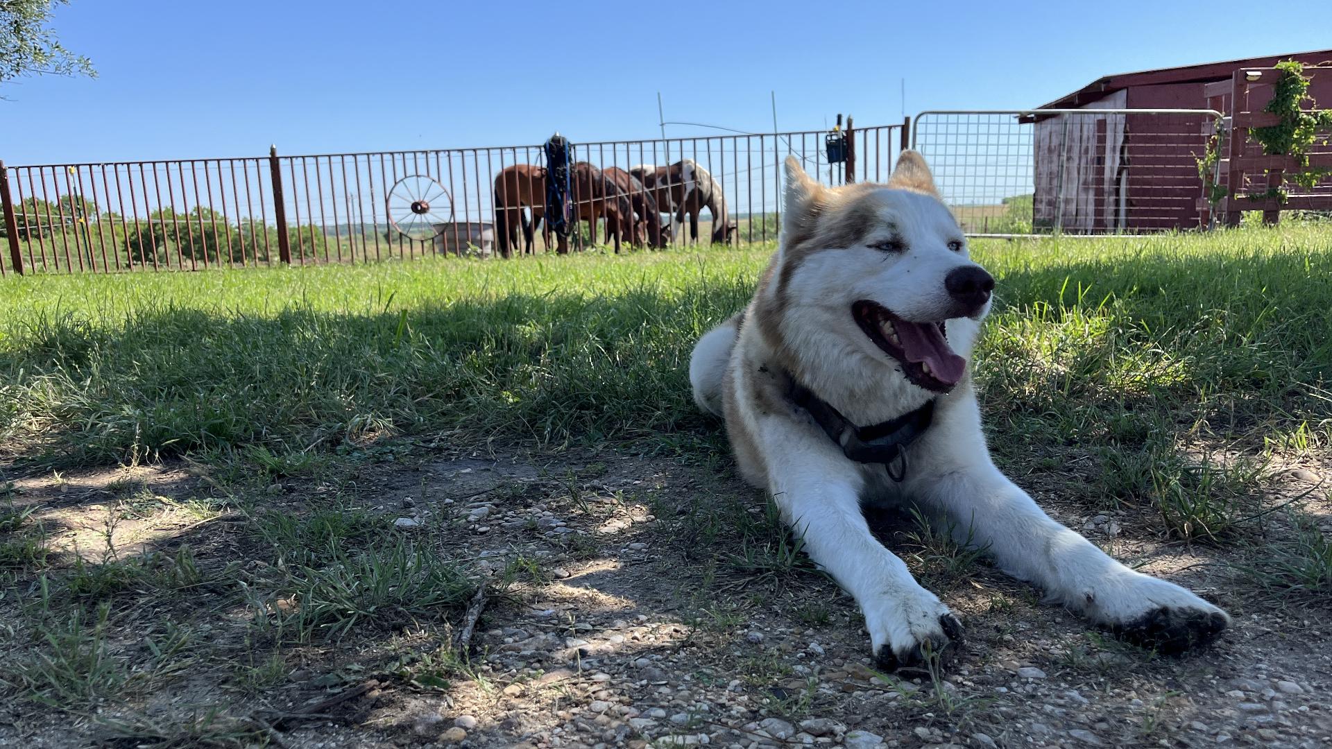 A woman is claiming her neighborhood on the border of Bastrop and Travis counties is dealing with a massive increase in stray dogs.