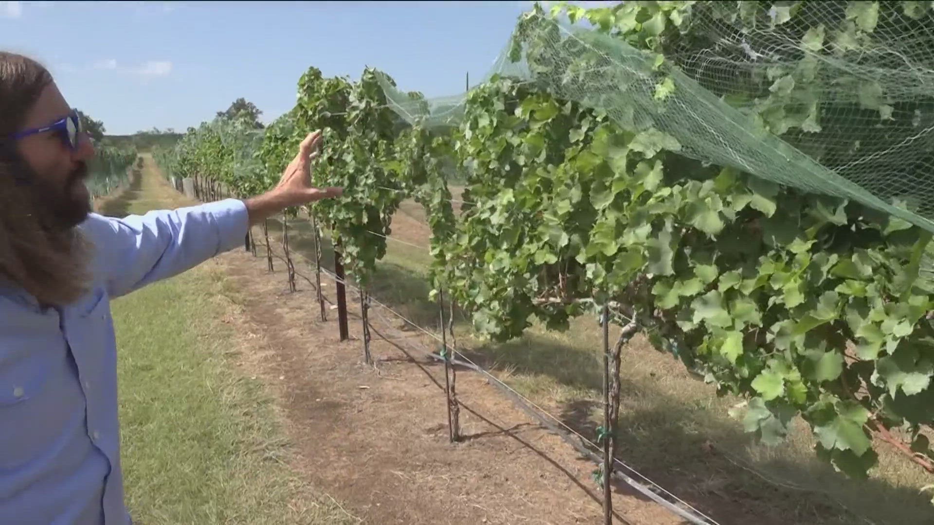 We've been seeing a record number of triple-digit temperatures, and that means vineyards are having to harvest grapes earlier.