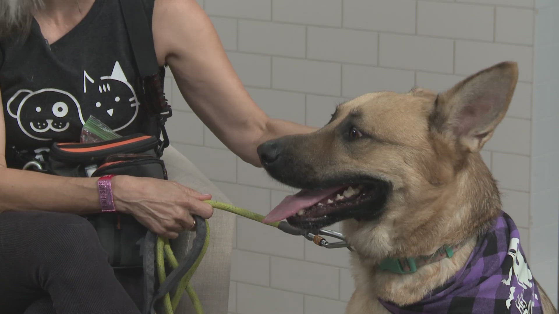 For this Pet of the Week segment, Kimberly White Erlinger with the Austin Animal Center introduces us to Joy, a polite and playful 3-year-old German Shepherd.