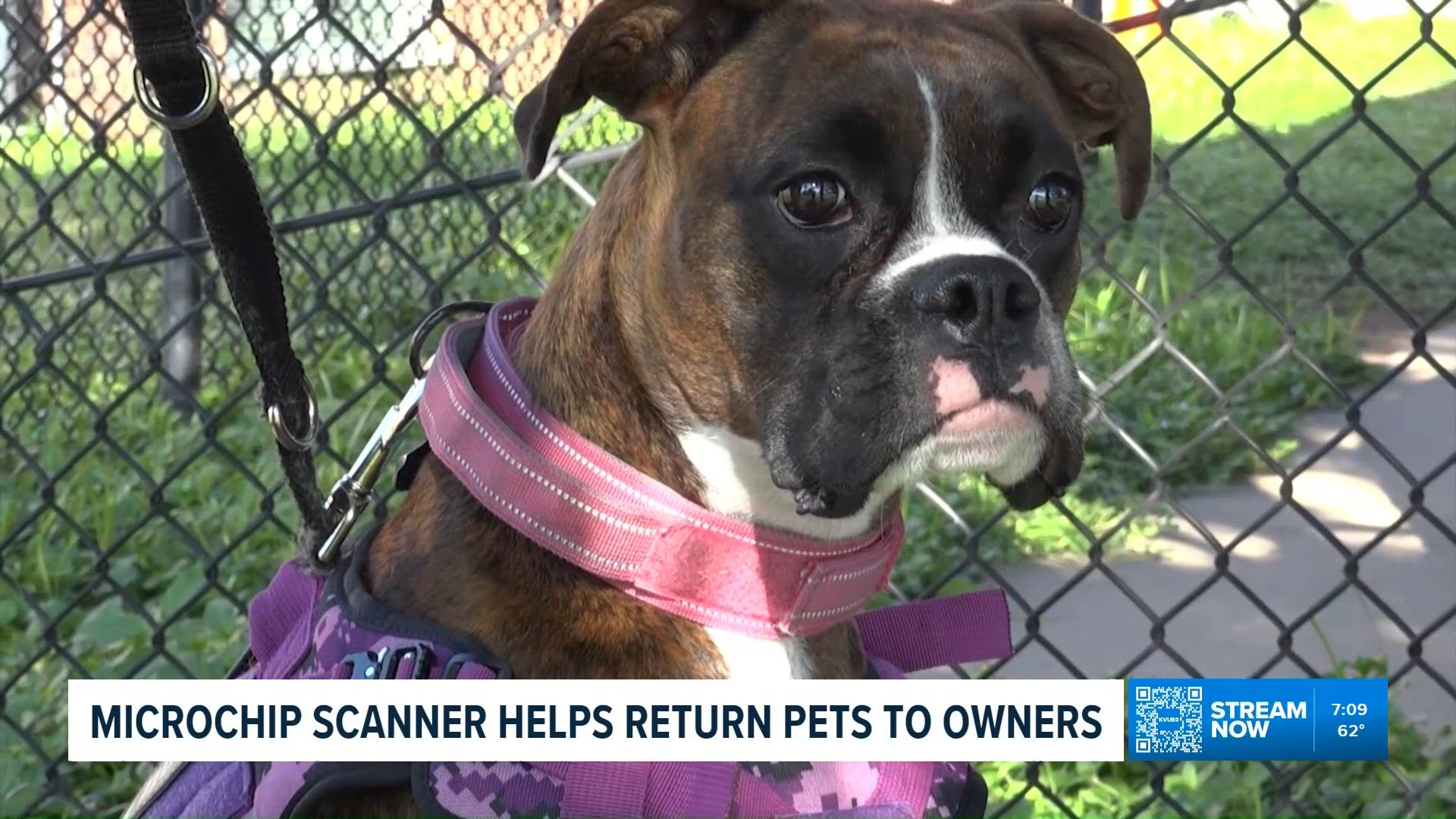 Example Checks To Scan Bastrop's new microchip scanner helps return missing pets to their ...