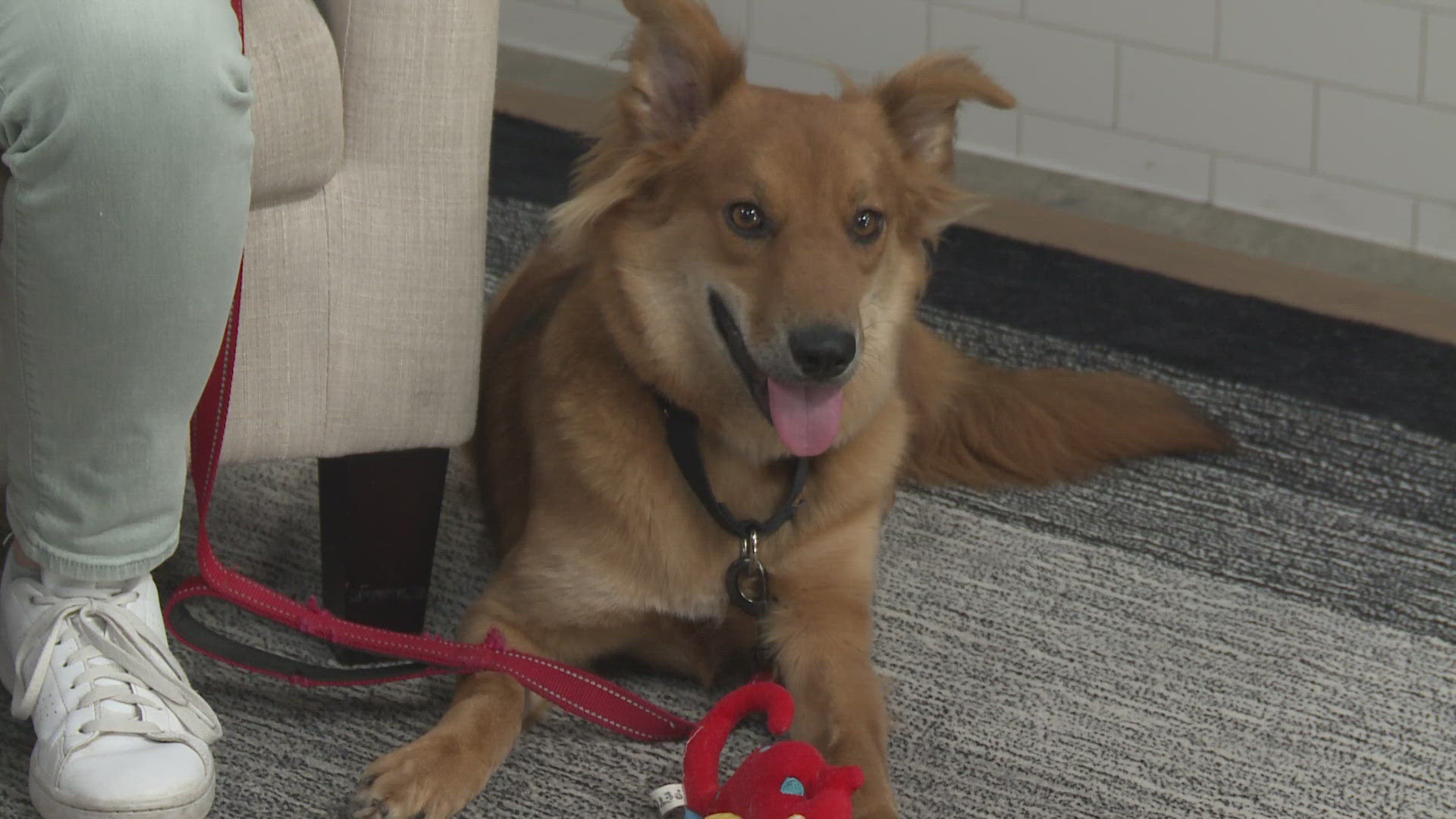 For this Pet of the Week segment, Sarah Hammel with the Austin Humane Society introduces us to Jasper.