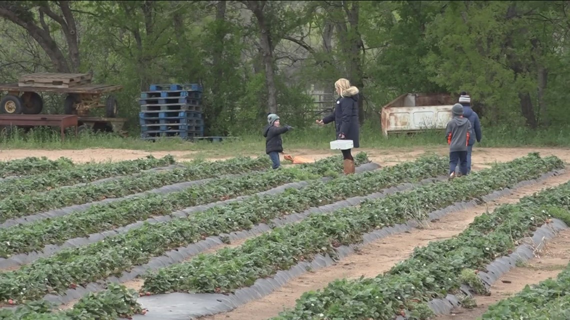 Farmers prepare for winter-like cold snap