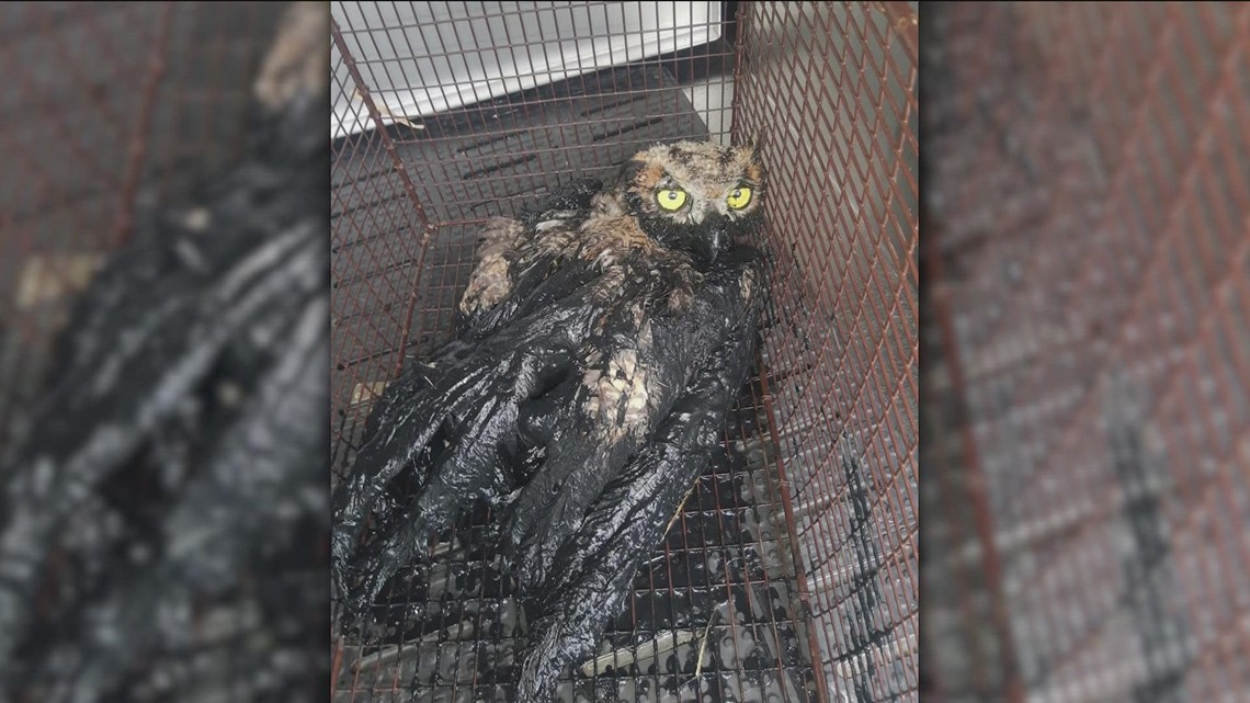 Great horned owl saved from mud pond at Hornsby Bend Bird Observatory