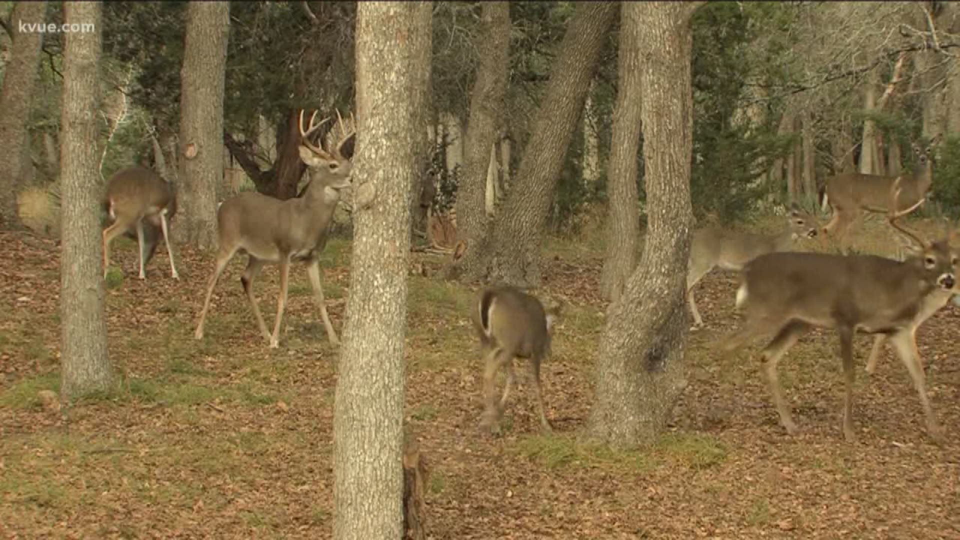 Chronic wasting disease was recently discovered in six different deer in several different Texas counties, Texas Parks and Wildlife said.