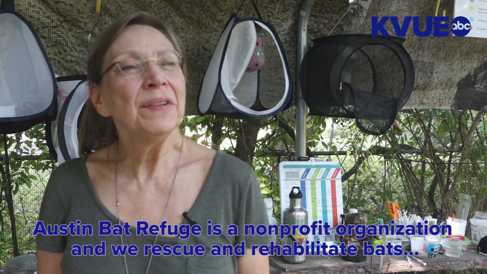 Dianne Odegard and Lee Mackenzie are the faces behind Austin Bat Refuge. Along with several volunteers, they work every day to take care of Austin's bats, rehabilitating those who aren't able to make it home safely after their nightly flights.