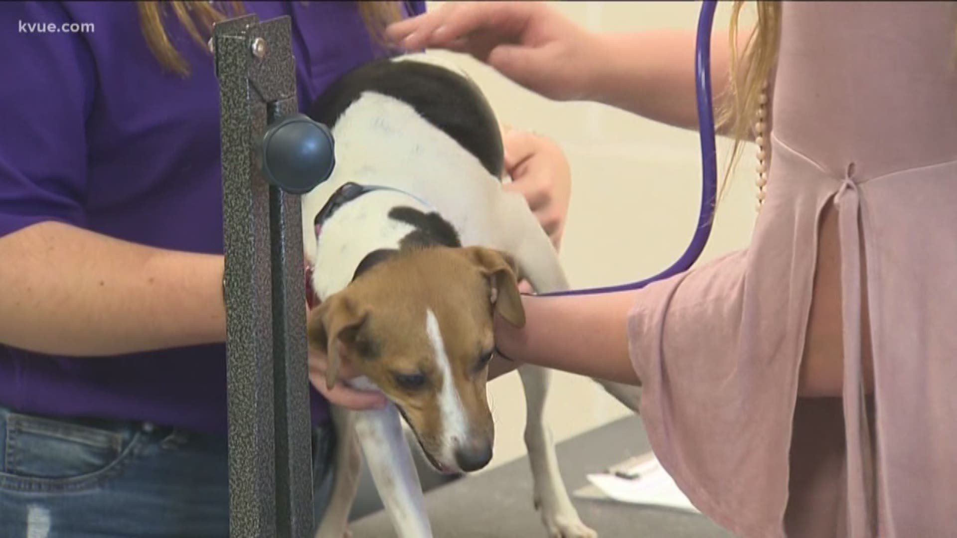 Austin Community College is partnering with the Bastrop County Animal Shelter and Austin Pets Alive to provide medical care and treatment for animals.